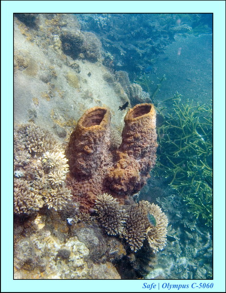 2006 - 07 - Perhentian - Plongee 157